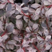 Berberis x Ottawensis Silver Miles / Tarka levelű borbolya